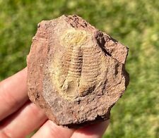 NICE China Fossil Trilobite Ordovician Age Bug Chinese Fossil Yunnan picture