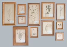 Custom Framed Scandinavian Herbarium Gallery, 11 Specimens Included picture
