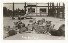 El Monte California CA ~ Gay's Lion Farm RPPC Real Photo 1930's #3 picture