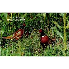 Ring-necked Pheasants Vintage Bird Postcard 3.5