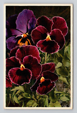 Postcard Purple Tricolor Viola Flowers, Thor E Gyger Swiss Vintage i2 picture