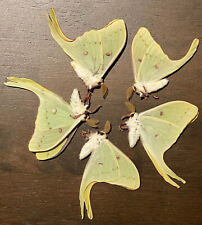 Luna Moth Actias luna, ex-pupa,  A1 quality specimens, dead, dried, papered picture