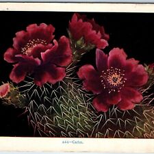 c1910s San Antonio, TX Cactus Art Litho Flower Williamson Haffner Postcard A243 picture