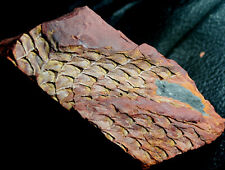 Lepidodendron sp - Nice Carboniferous bark. Excellent depth and details picture
