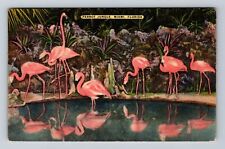 Miami Fl-Florida, Parrot Jungle, Antique, Vintage Postcard picture