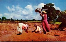 Trinidad & Tobago Local Women Winnowing Rice Grain Vtg Postcard Farming Harvest picture