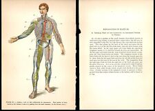 Human Body Anatomy Illustrations 1902 - 4 picture