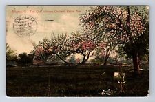 Alliance OH-Ohio, Old Johnson Orchard, Union Avenue, Vintage c1909 Postcard picture