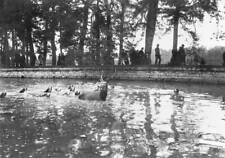 Hunting The bat l water Fontainebleau 1910 1920 Historic Old Photo picture