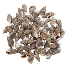 100 pcs Tiny Spiral Shells Black Spotted Seashells For Crafts Art Decor 1-2 cm picture