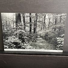1938 postmarked Warrens Woods entrance path Three Oaks Michigan Vintage Postcard picture