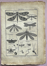 RARE 1751 ANTIQUE Martinet-Diderot SCORPIONFLY/ANTLIONS - LOTS of CHARACTER PL97 picture