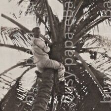Vintage 1920s RPPC US Navy Sailor Climbing Coconut Tree Postcard picture