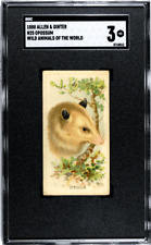 1888 N25 Allen & Ginter Opossum Wild Animals of the World SGC 3 picture