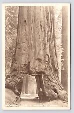 Man in Wawona Tree Tunnel~Yosemite Park~Mariposa Grove CA~Vintage RPPC Postcard picture