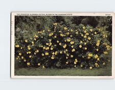 Postcard The Gorgeous Alamanda in Full Bloom in the Sunshine State Florida USA picture