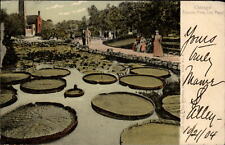 Lincoln Park lily pond Chicago Illinois ~ c1904 UDB vintage postcard picture
