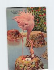 Postcard Flamingo Nesting in Hialeah Park Florida USA picture