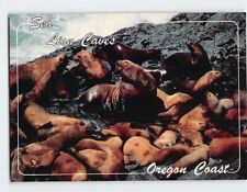 Postcard Sea Lion Bull & his Harem Sea Lion Caves Oregon Coast Oregon USA picture