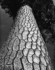 1962 Original PHILIP HYDE California Pine Tree Vintage Silver Gelatin Photograph picture