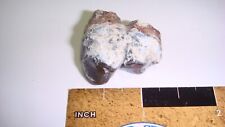 HP12 Fossil Mammal Hell Pig Archaeotherium Oligocene South Dakota Lower Tooth picture