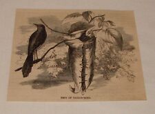 1883 magazine engraving ~ NEST OF TAILOR BIRD picture