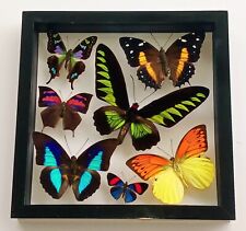 7 REAL BUTTERFLIES AMAZING COLORS MOUNTED WOOD BLACK DOUBLE GLASS 8.5