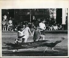 1970 Press Photo Children Chasing Peacock Bird at Fort Sam Houston Event picture