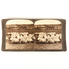 Prize Winning Shropshire Sheep Stereoview c1900 Jackson Michigan Pasture J47 picture