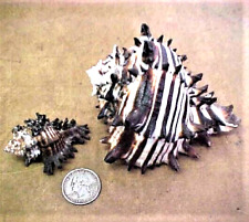 2 (Two) Natural Black Murex Conch Sea Shells  -  4