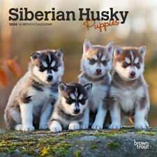 Browntrout Siberian Husky Puppies 2024 7 x 7 Mini Calendar w picture