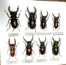 Lucanus VietNam 8pcs Insect**Some Lucanus from Viet Nam(Scientific Names) picture
