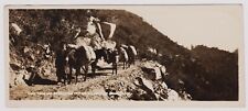 Mt. Wilson Mules on Trail  RARE panorama RPPC postcard picture