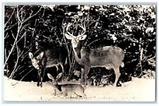 c1910's Deer Buck Doe Fawn Indian Rock Camps Hanover ME RPPC Photo Postcard picture