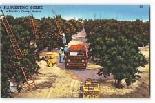 Postcard Harvesting Scene In Florida's Orange Groves VTG CC10. picture
