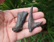 Deer Antler Fossil Section Prehistoric Florida picture
