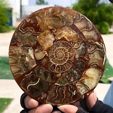 149G Rare Natural Tentacle Ammonite FossilSpecimen Shell Healing Madagascar picture
