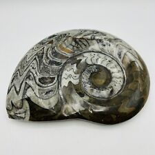 Very Large Heavy Ammonite Fossil Polished 10”x 8” 7lbs picture