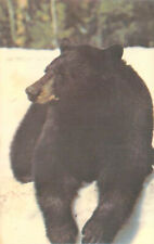 Vintage Postcard: Black Bear, Greetings From Downsville, NY. RPPC picture