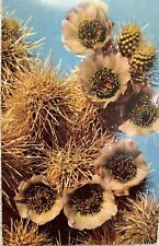 Cholla Postcard Dangerous Jumping Cactus Vintage Desert Flowers April/May Chrome picture