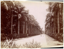 Johnston and Hoffmann, India, Calcutta, Avenue of palms at the Botanical Gardens picture