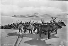 Norway Norge Reindeers old continental size real photo postcard  picture