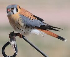 AMERICAN KESTREL 8X10 GLOSSY PHOTO IMAGE #1 picture