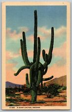 Arizona - A Giant Cactus in the Desert of Arizona - Vintage Postcard - Unposted picture