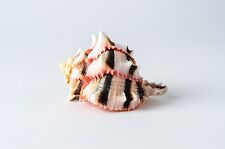 Brassica Murex Phyllonotus erythrostomu Hermit Crab Sea Shell 3