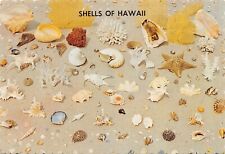 Seashells of HI Hawaii Postcard 7162c picture