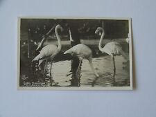Palm Beach Florida FL RPPC Real Photo Coral Flamingoes 1949 picture