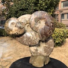 12.23LB  Natural Beautiful Ammonite Fossil Conch Crystal Specimen Healing picture