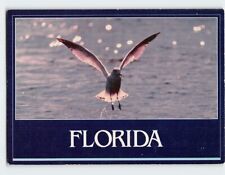 Postcard Florida Seagull picture