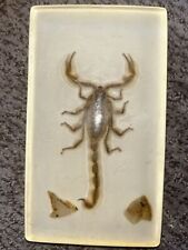 Vintage Real BIG Scorpion Paperweight Pincers in Acrylic felted bottom 7 x 4
